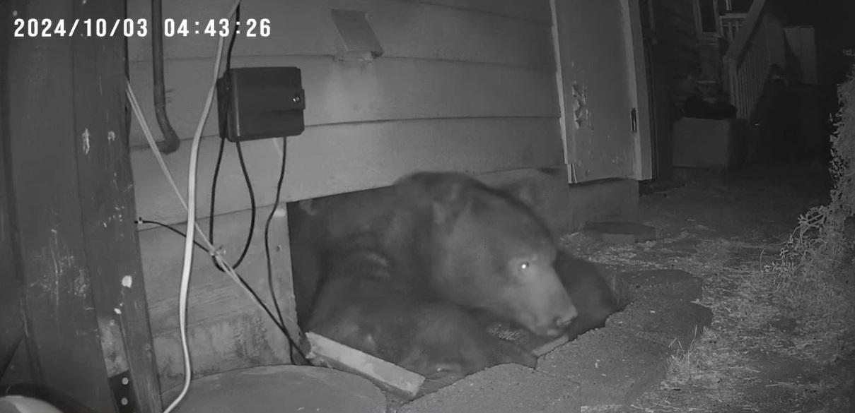 巨熊從地下室慢慢爬出來。(互聯網)