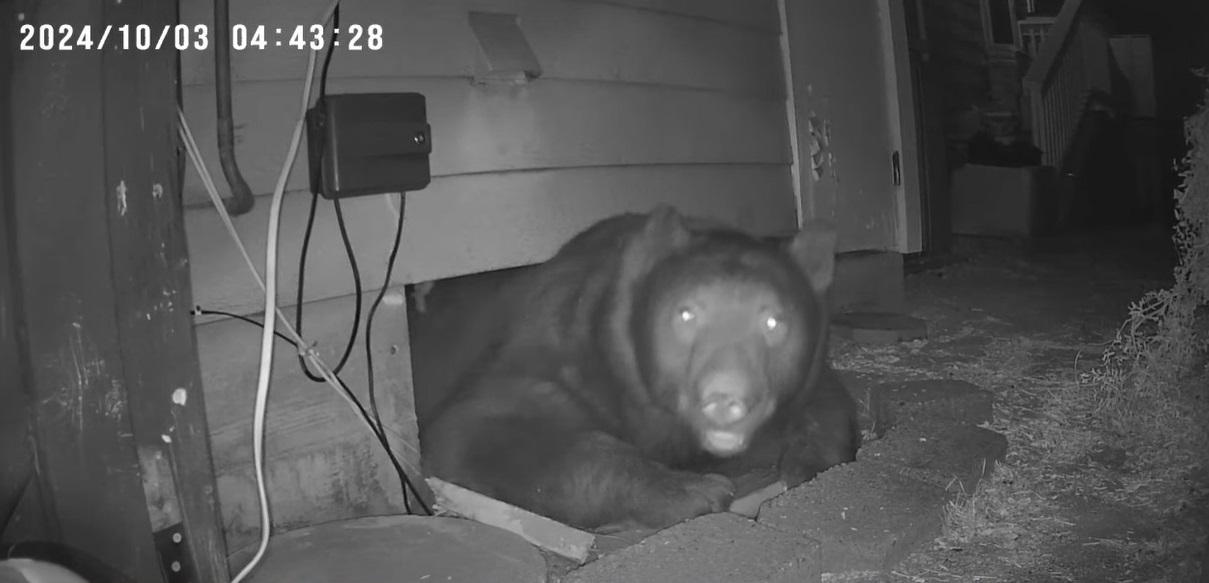 巨熊意外地望鏡頭。(互聯網)