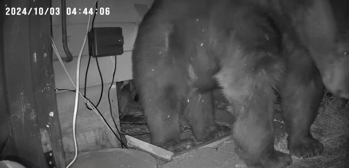 巨熊估計重約158公斤。(互聯網)