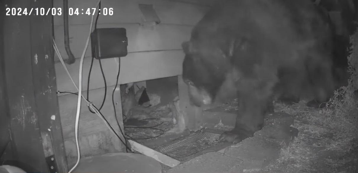 巨熊出來後又回頭看看地下室入口。(互聯網)