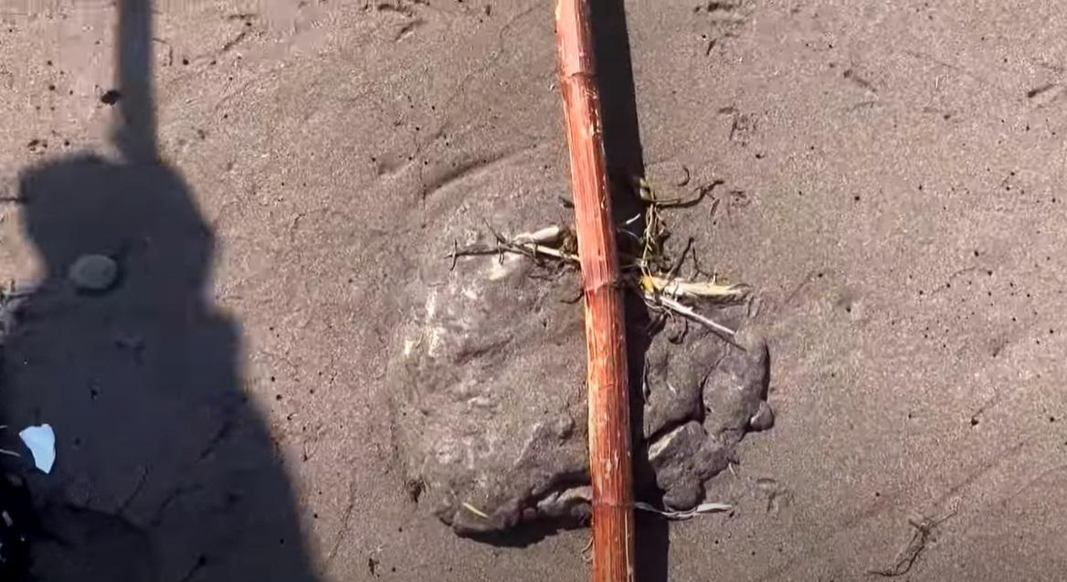 加拿大紐芬蘭(Newfoundland)海岸最近幾周出現大量白色團狀物質,布滿海灘。(互聯網)