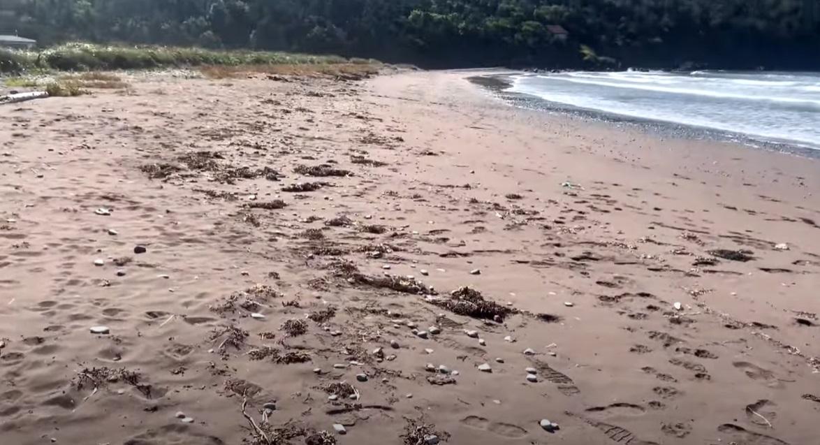 加拿大紐芬蘭(Newfoundland)海岸最近幾周出現大量白色團狀物質,布滿海灘。(互聯網)