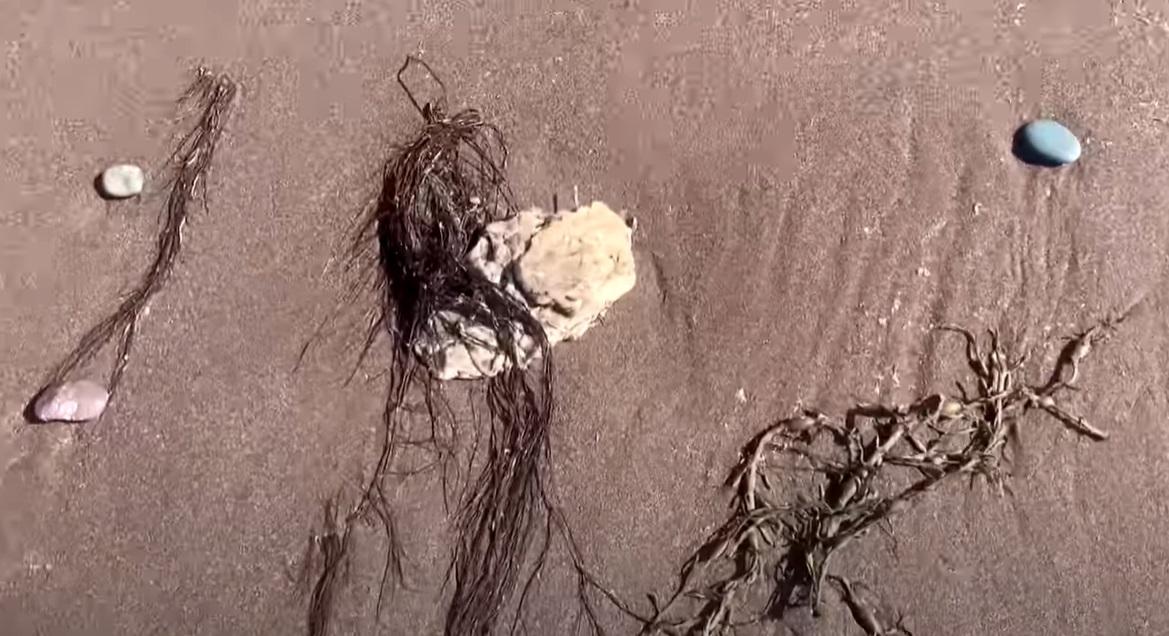 加拿大紐芬蘭(Newfoundland)海岸最近幾周出現大量白色團狀物質,布滿海灘。(互聯網)