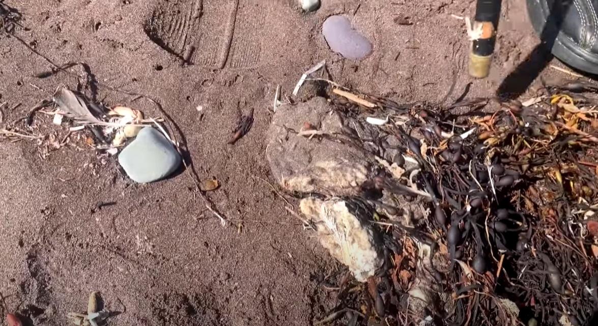 加拿大紐芬蘭(Newfoundland)海岸最近幾周出現大量白色團狀物質,部分被沙粒覆蓋。(互聯網)