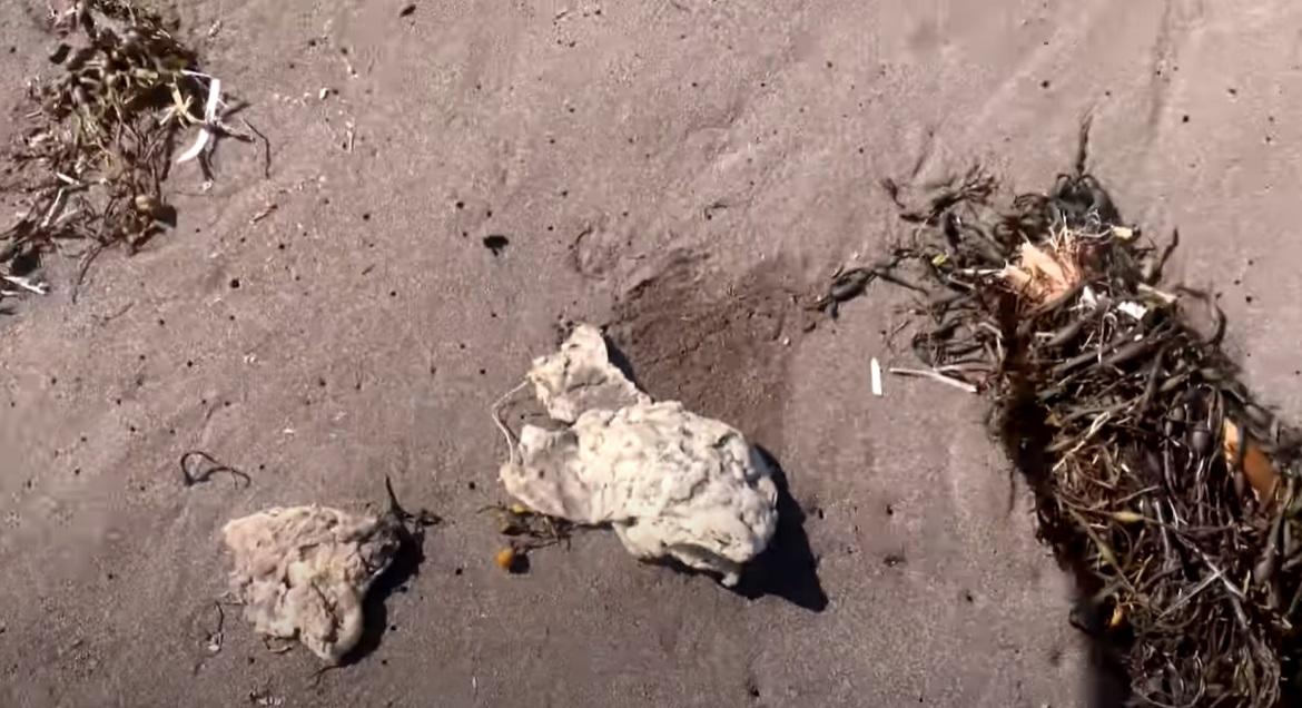 加拿大紐芬蘭(Newfoundland)海岸最近幾周出現大量白色團狀物質。(互聯網)