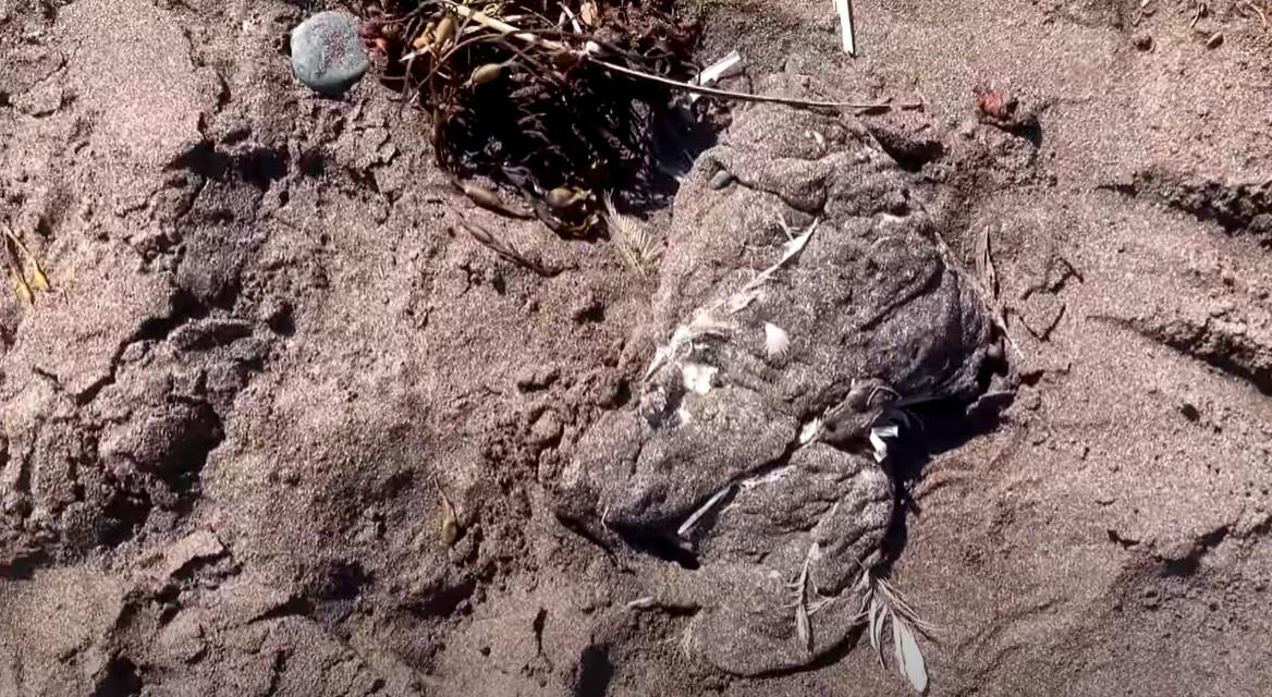 加拿大紐芬蘭(Newfoundland)海岸最近幾周出現大量白色團狀物質,部分被沙粒覆蓋。(互聯網)