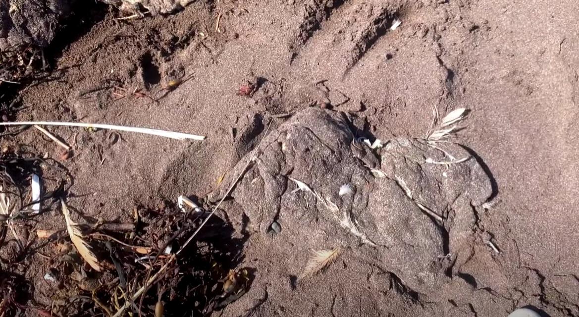 加拿大紐芬蘭(Newfoundland)海岸最近幾周出現大量白色團狀物質,部分被沙粒覆蓋。(互聯網)