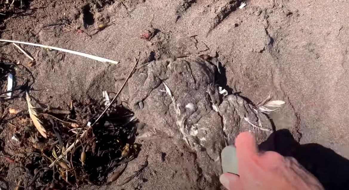 加拿大紐芬蘭(Newfoundland)海岸最近幾周出現大量白色團狀物質,用石頭刮,是軟軟的。(互聯網)