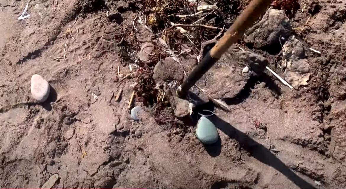 加拿大紐芬蘭(Newfoundland)海岸最近幾周出現大量白色團狀物質,用棍棒戳,可見是軟軟的。(互聯網)