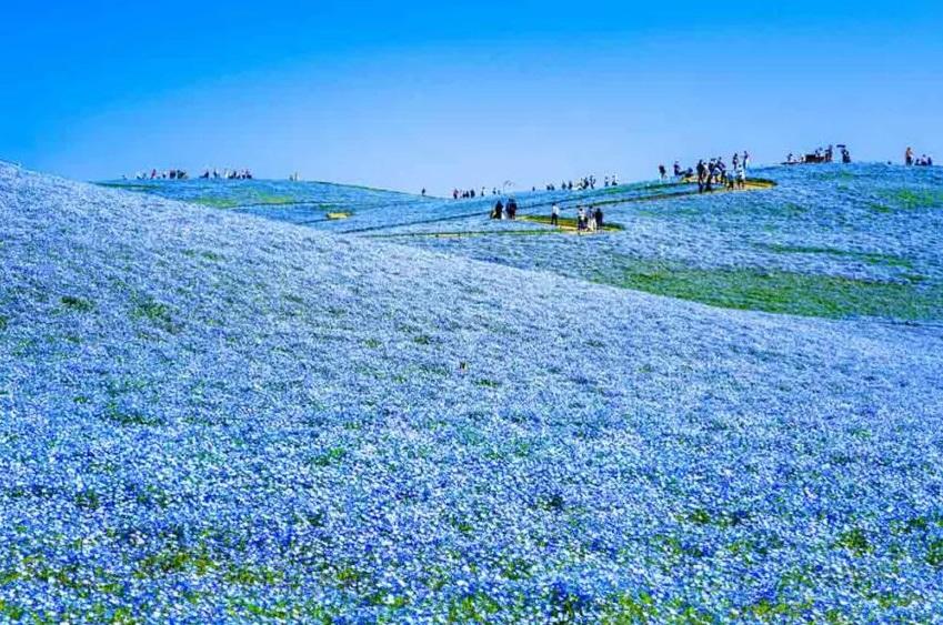茨城縣常陸海濱公園5月藍色粉蝶花海。(互聯網)