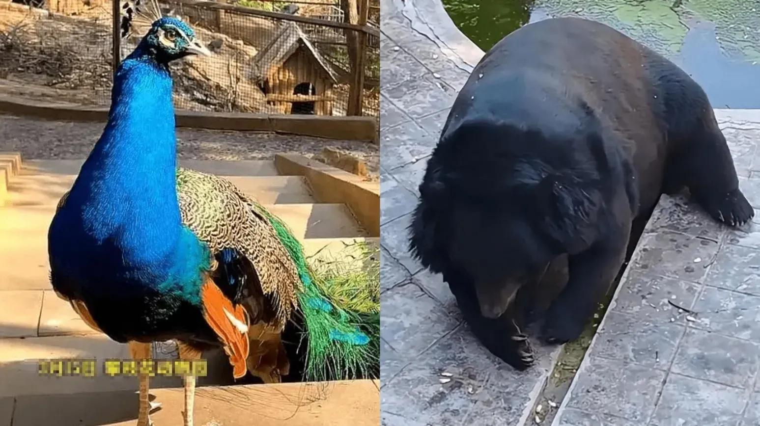 四川攀枝花動物園的孔雀肥得像火雞。