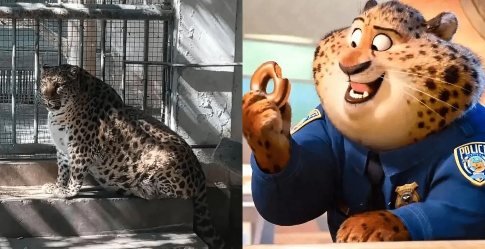 金錢豹肥得像電影角色。