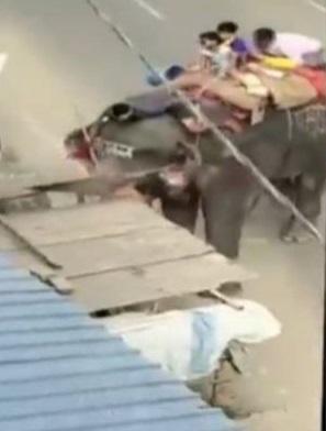 大象亂跑,撞向路邊攤檔。(互聯網)