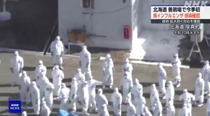 北海道厚真町一個肉雞養殖場爆發H5禽流感疫情,大批防疫人員周四開始撲殺雞隻。(互聯網)