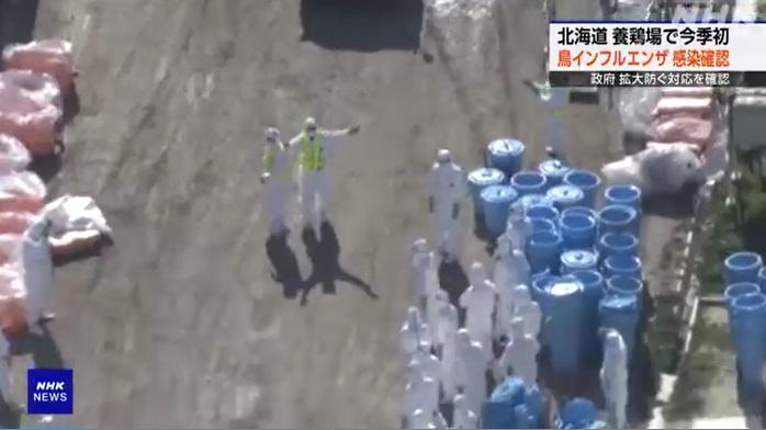 北海道厚真町一個肉雞養殖場爆發H5禽流感疫情,大批防疫人員周四開始撲殺雞隻。(互聯網)