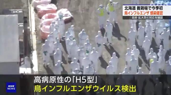 北海道厚真町一個肉雞養殖場爆發H5禽流感疫情,大批防疫人員周四開始撲殺雞隻。(互聯網)