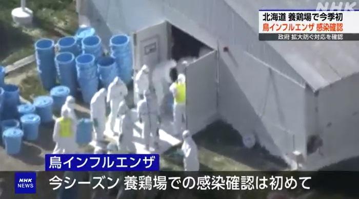 北海道厚真町一個肉雞養殖場爆發H5禽流感疫情,大批防疫人員周四開始撲殺雞隻。(互聯網)
