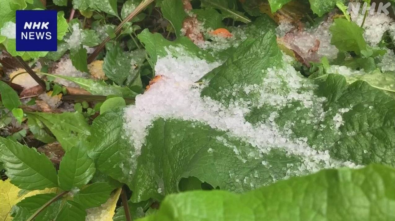 日本北海道札幌周日降初雪,較去年提早22天。(互聯網)