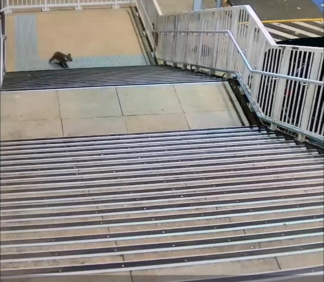 樹熊走上樓梯。(互聯網)