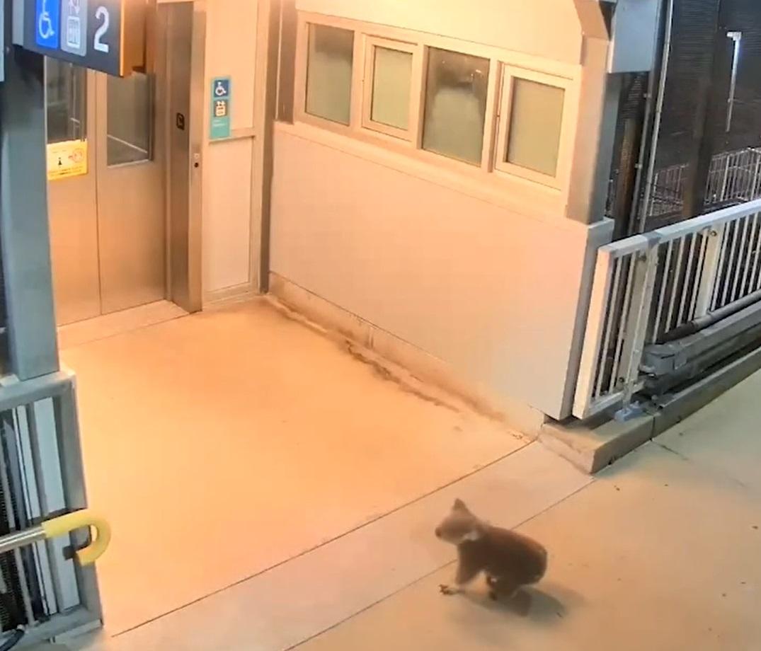 樹熊在升降機口徘徊。(互聯網)