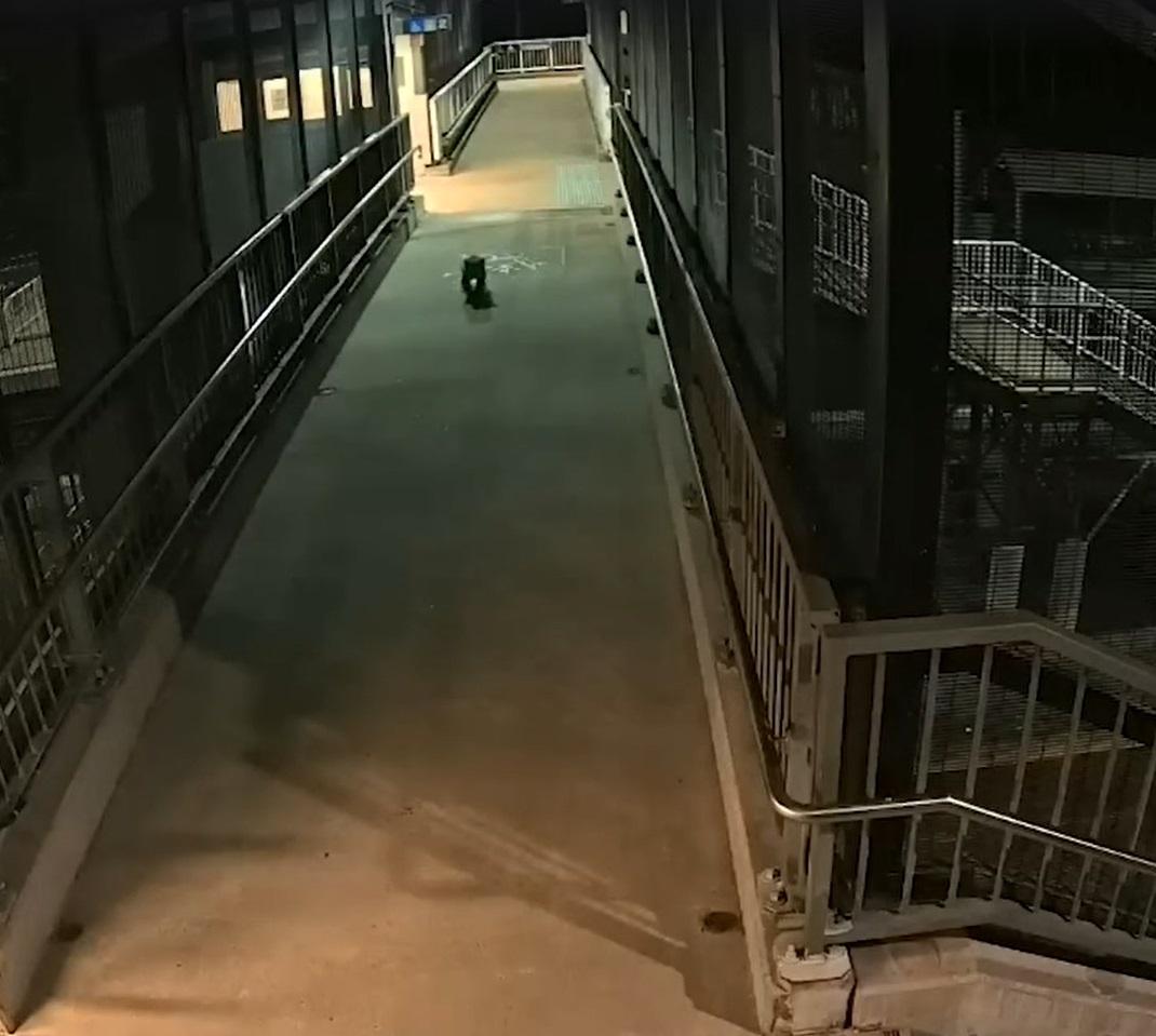 樹熊在天橋上行走。(互聯網)