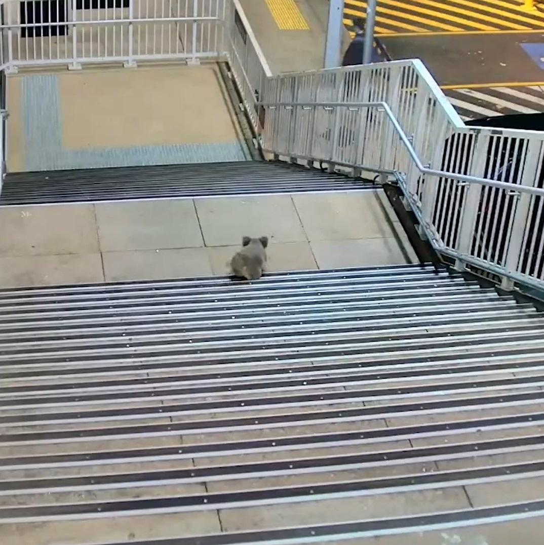 樹熊走落樓梯。(互聯網)