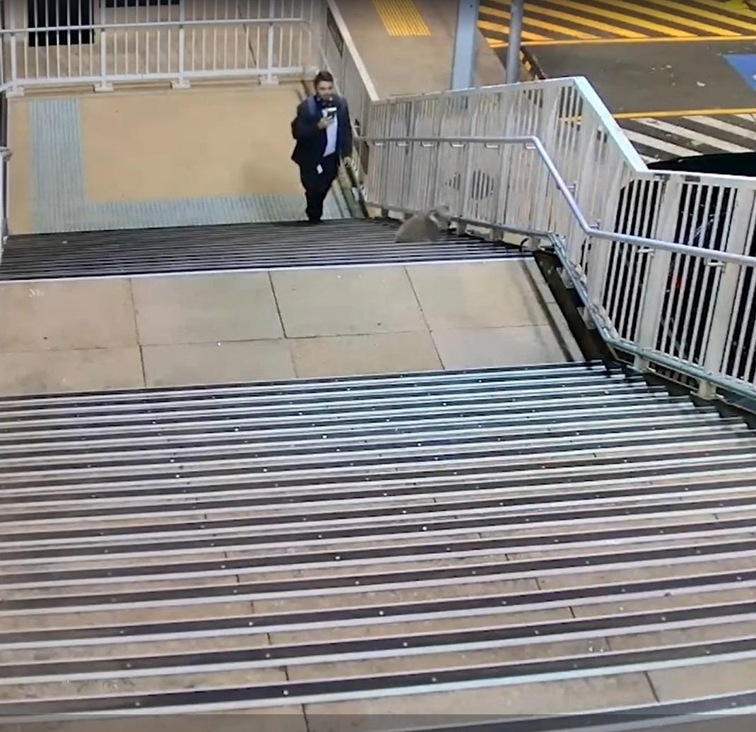 有乘客見到樹熊「突襲」,即舉機拍攝。(互聯網)