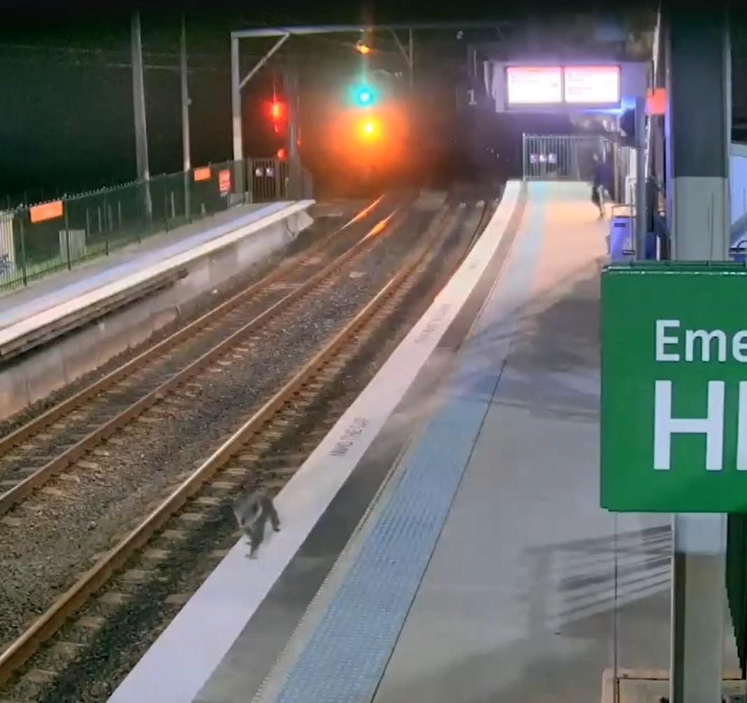 樹熊沿著月台邊緣行走。(互聯網)