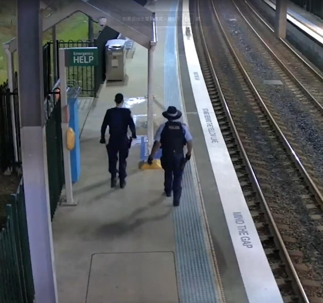 警員從後慢速「追捕」樹熊。(互聯網)