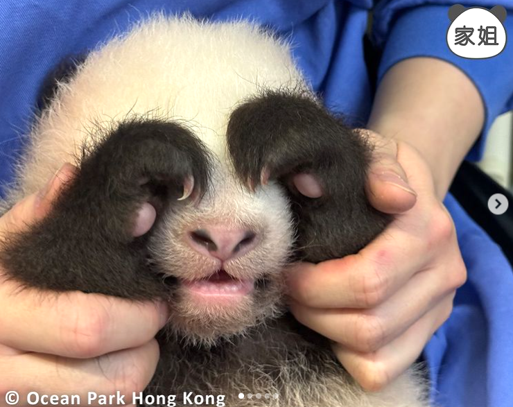 大熊貓寶寶暴風式成長。(海洋公園)