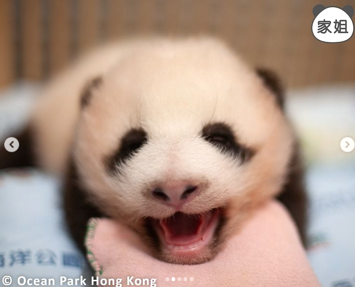 大熊貓寶寶暴風式成長。(海洋公園)