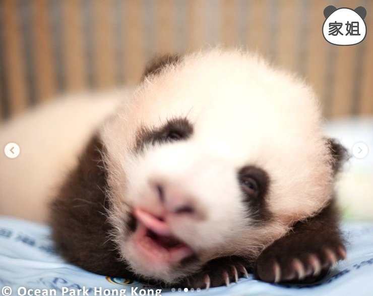 大熊貓寶寶暴風式成長。(海洋公園)