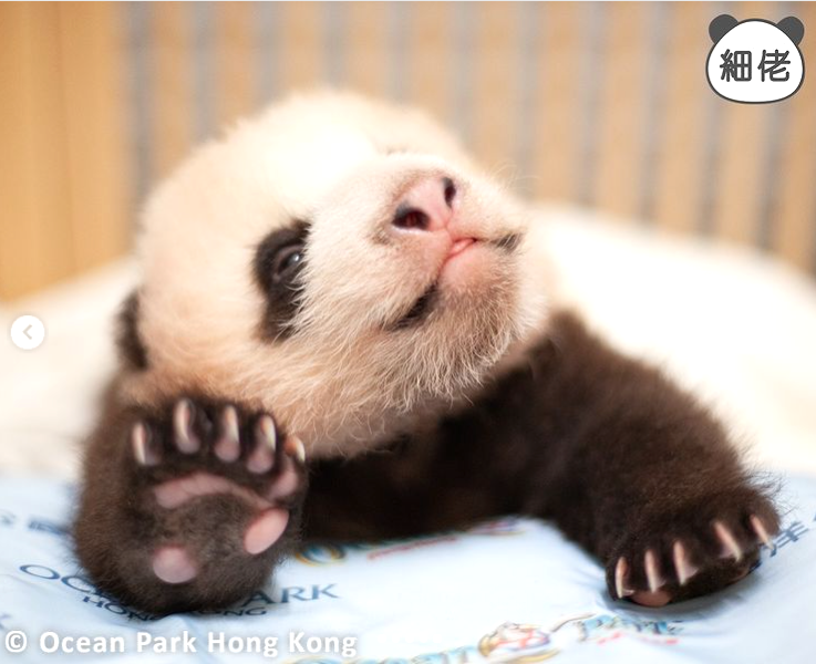 大熊貓寶寶暴風式成長。(海洋公園)