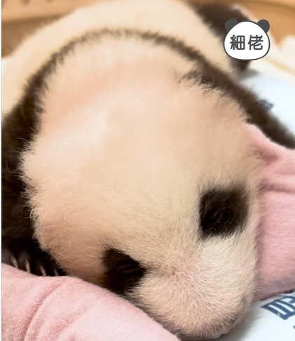 大熊貓寶寶暴風式成長。(海洋公園)