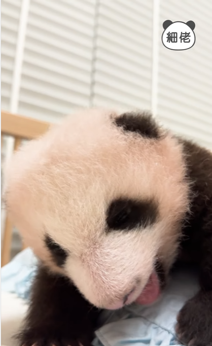 大熊貓寶寶暴風式成長。(海洋公園)