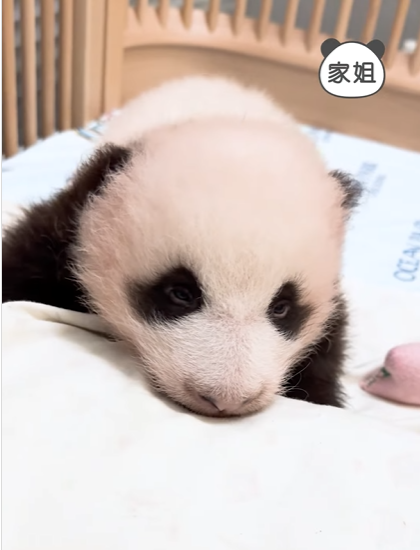 大熊貓寶寶暴風式成長。(海洋公園)