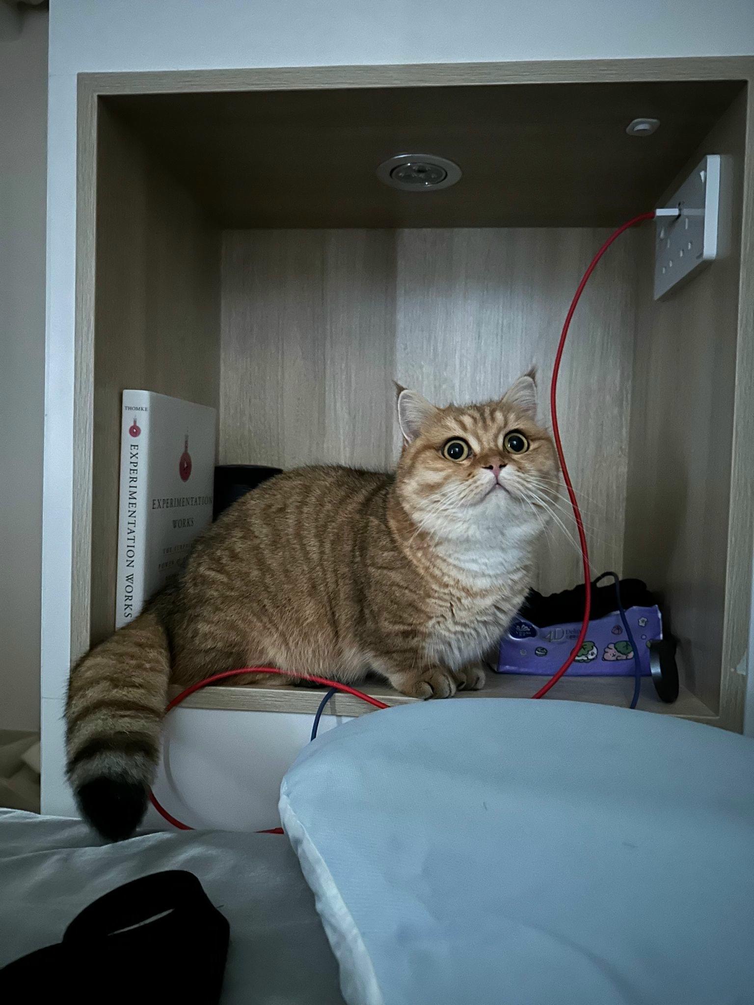 圖片來源:LIHKG討論區