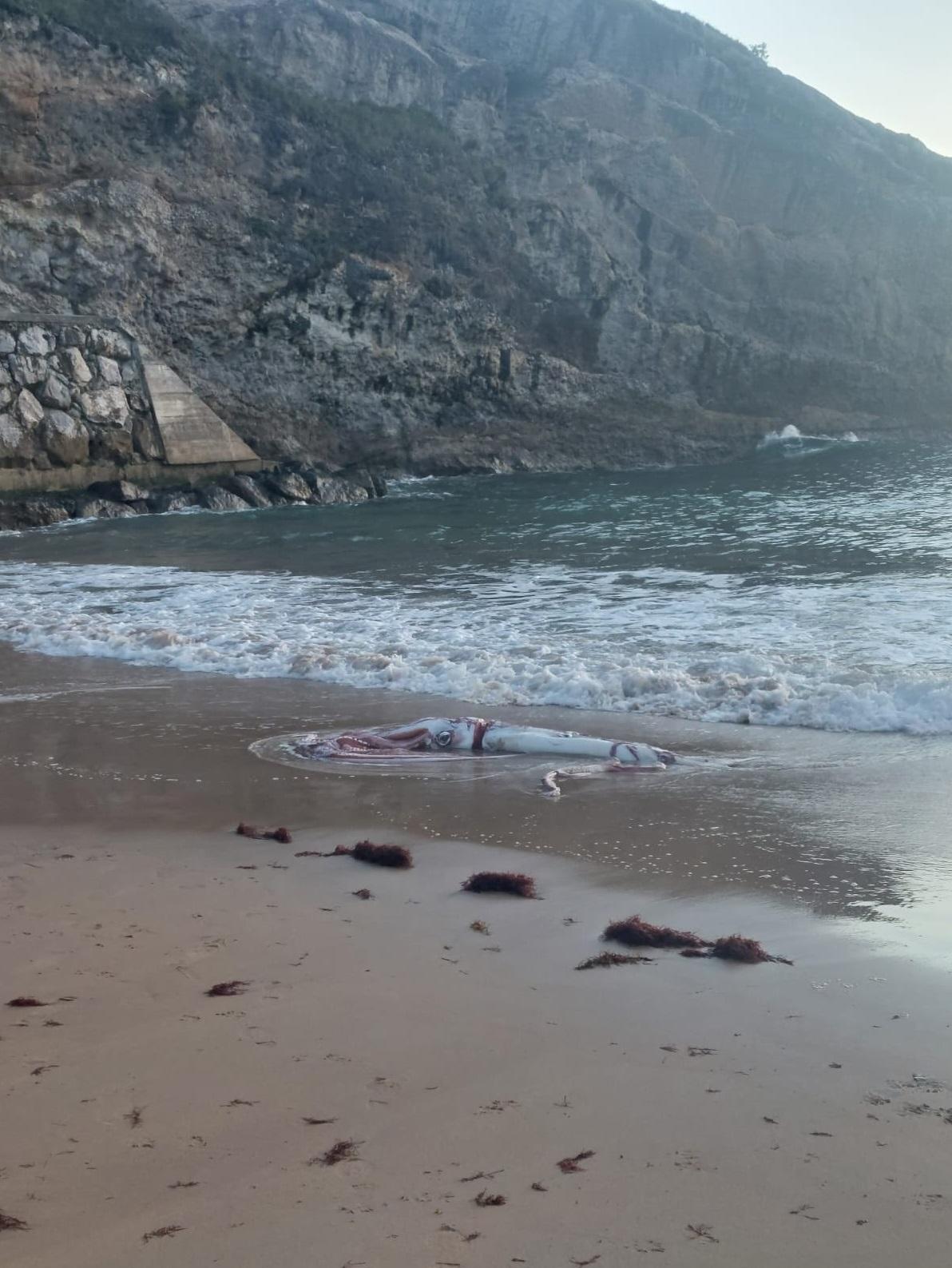 長達10米的超巨型烏賊屍體沖上岸。(互聯網)