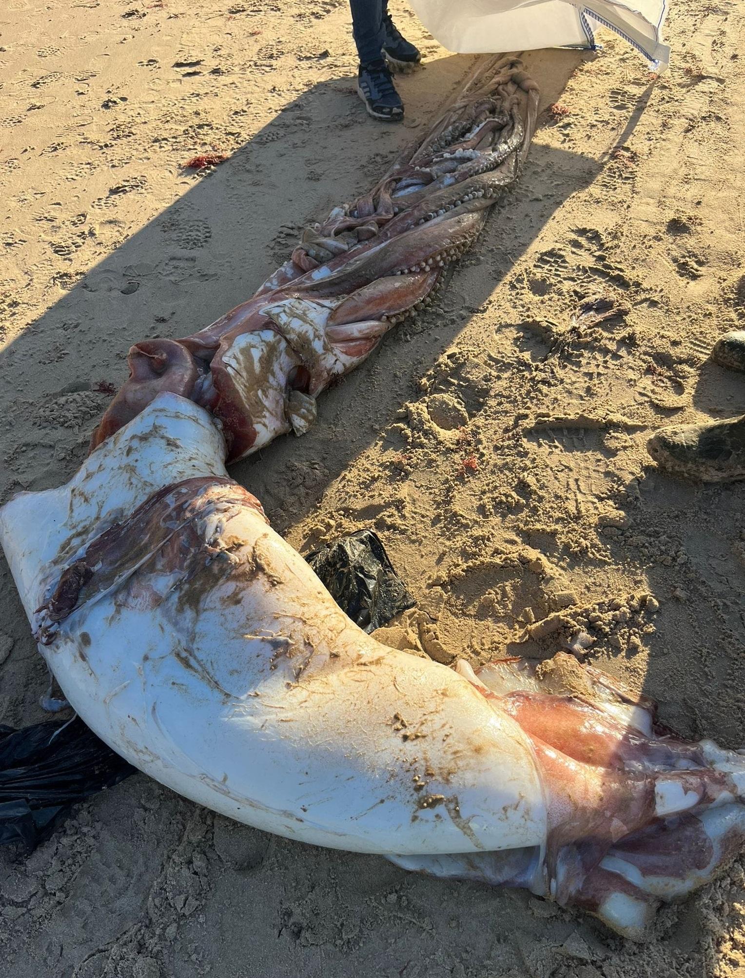 長達10米的超巨型烏賊屍體沖上岸。(互聯網)