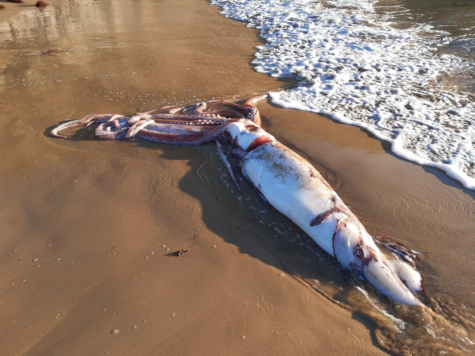 長達10米的超巨型烏賊屍體沖上岸。(互聯網)