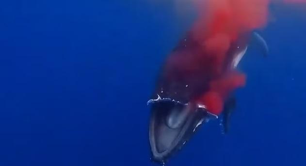 座頭鯨遭超速行駛的渡輪猛撞致大片上顎削去,傷口不停噴血。(互聯網)