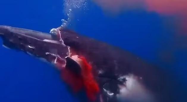 座頭鯨遭超速行駛的渡輪猛撞致大片上顎削去,傷口不停噴血。(互聯網)