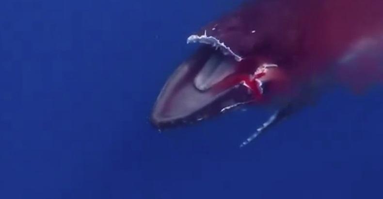座頭鯨遭超速行駛的渡輪猛撞致大片上顎削去,傷口不停噴血。(互聯網)