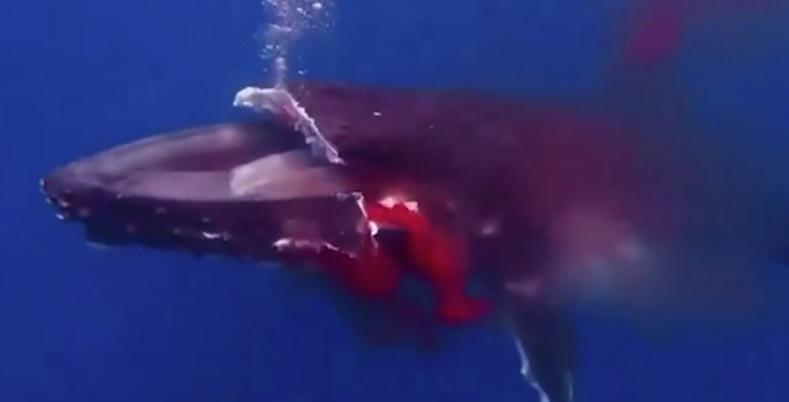 座頭鯨遭超速行駛的渡輪猛撞致大片上顎削去,傷口不停噴血。(互聯網)