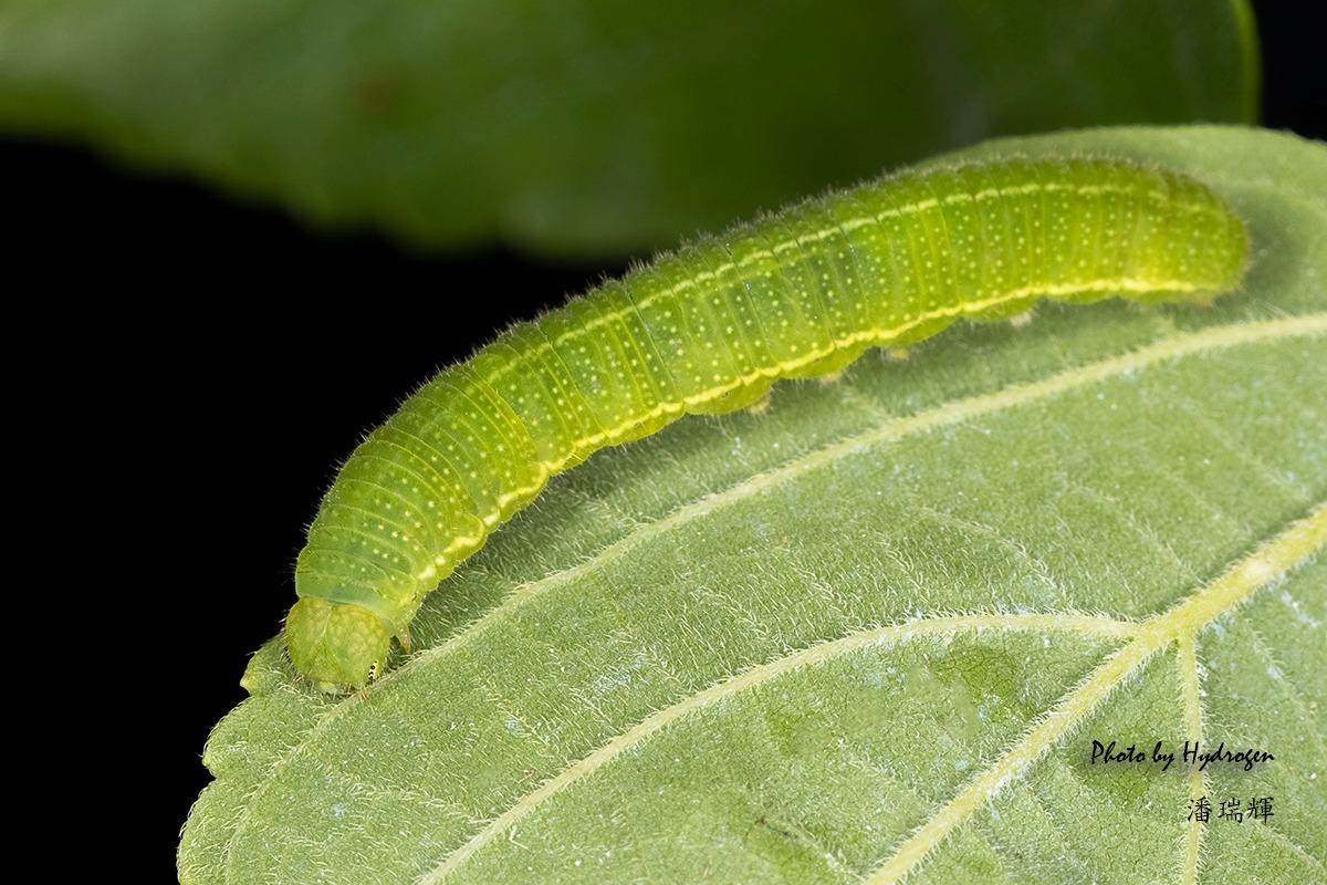 棒紋喙蝶幼蟲(相片由潘瑞輝提供)