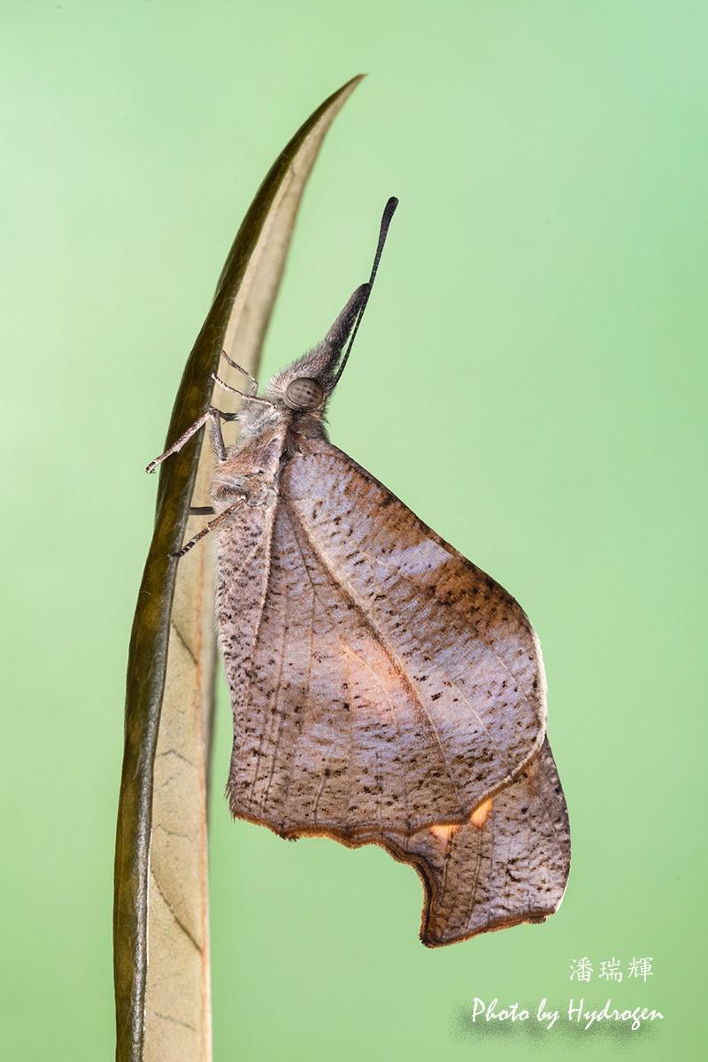 棒紋喙蝶成蟲(相片由潘瑞輝提供)