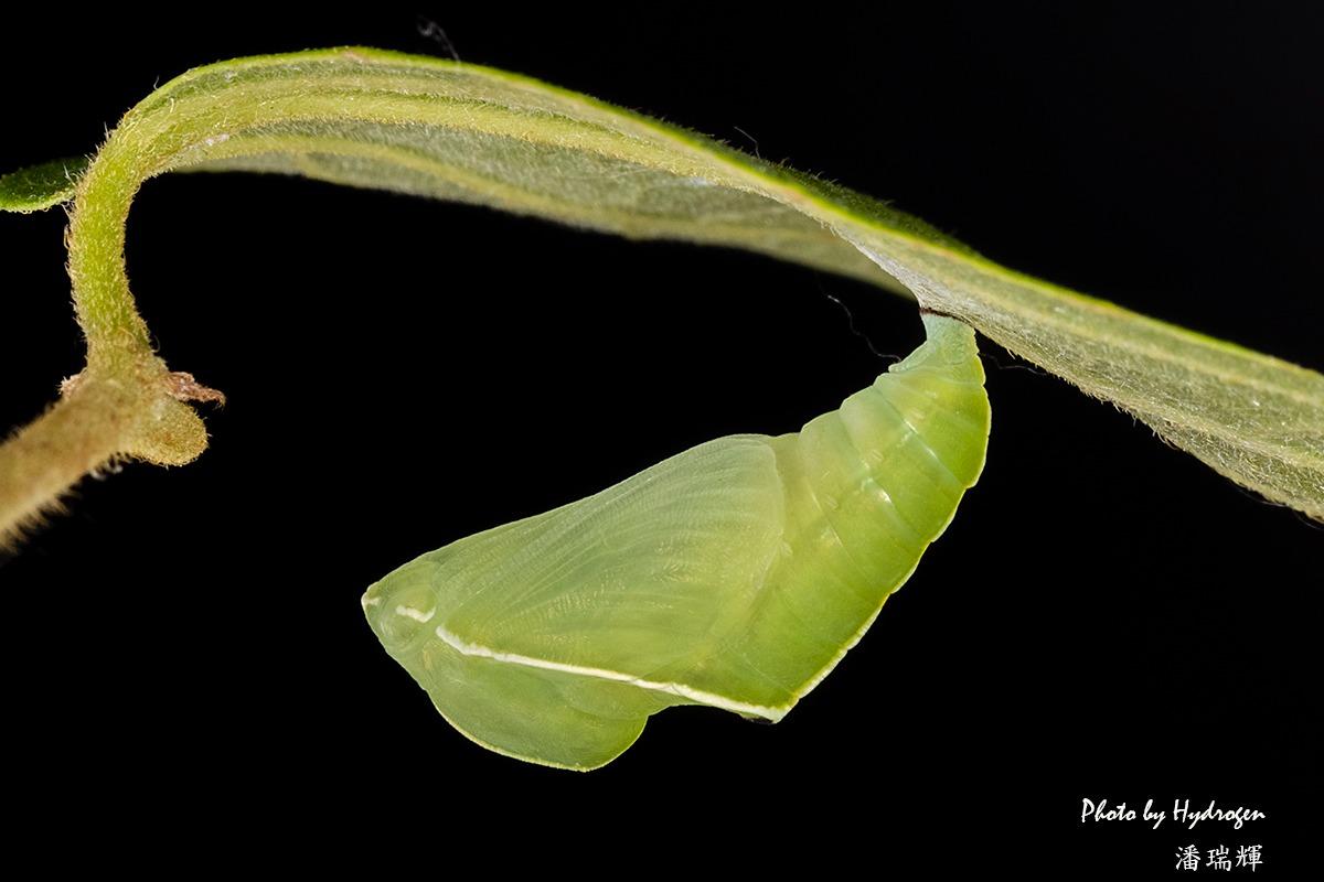 棒紋喙蝶蛹(相片由潘瑞輝提供)