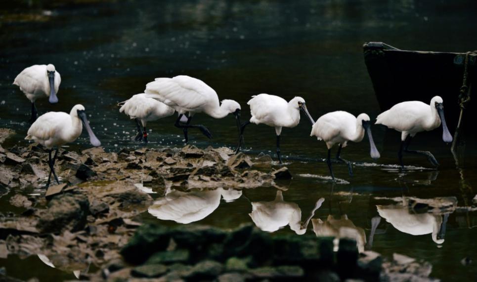 這裡曾是沙嘴村民出海的碼頭,2016年開始修復,僅一年的功夫已吸引瀕危水鳥黑臉琵鷺到來覓食,這片濕地成了深圳能最近距離觀察黑臉琵鷺的地方。(圖片來源:福田紅樹林生態公園官網)