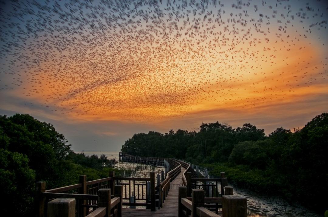秋冬黃昏時分,福田紅樹林生態公園經常會見到大量候鳥在天空飛翔的壯觀場面。(網上圖片)
