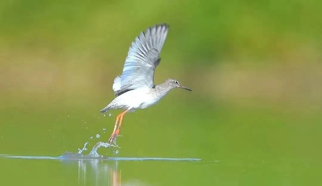 紅腳鷸全長約20厘米,腿紅色,嘴前半部為紅色,上身褐灰,胸有褐色縱紋。(圖片來源:內伶仃福田自然保護區公眾號)